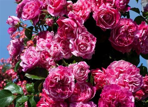 The 12 Best Climbing Roses For Your Garden Trellis Arbor Or Pergola