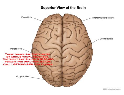 AMICUS Illustration of amicus,anatomy,brain,superior,top,frontal