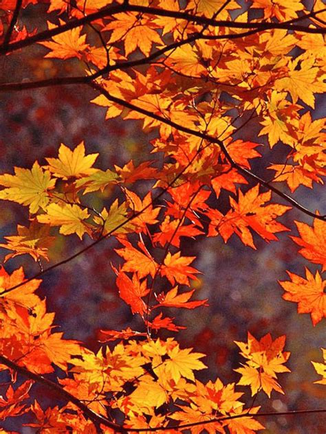 Free Download Fall Leaves Hd Wallpaper 1920x1080 For Your Desktop
