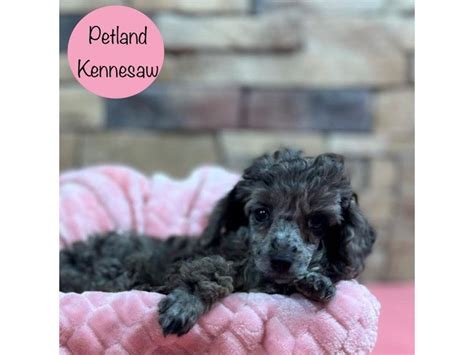 Miniature Poodle Dog Female Blue Merle 3778717 Petland Kennesaw