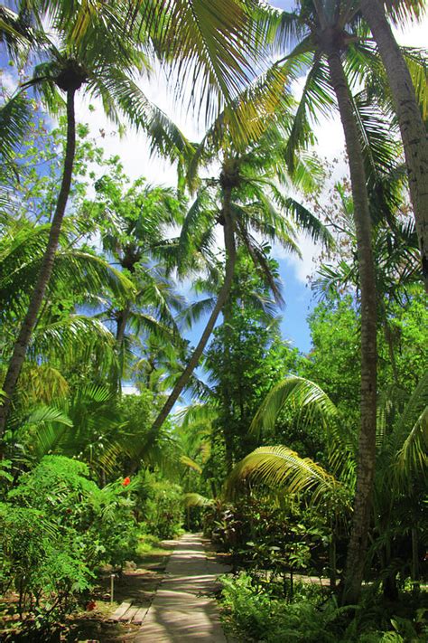 Tropical Garden Path Photograph By Elke Selzle Pixels