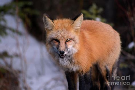 Aggressive Red Fox Showing Teeth Photograph By Jeff Zehnder Fine Art