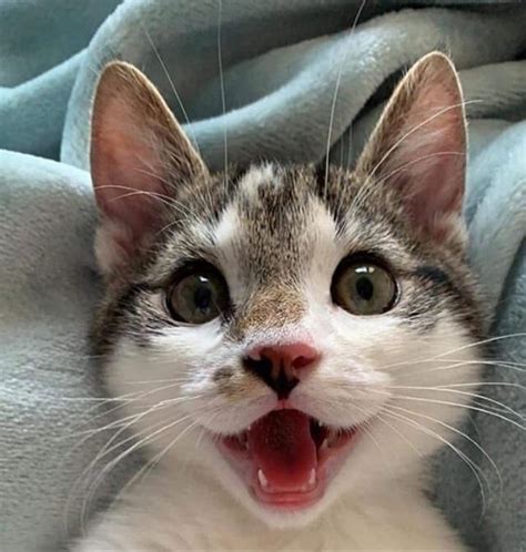 Cutest Cat Smile Reyebleach