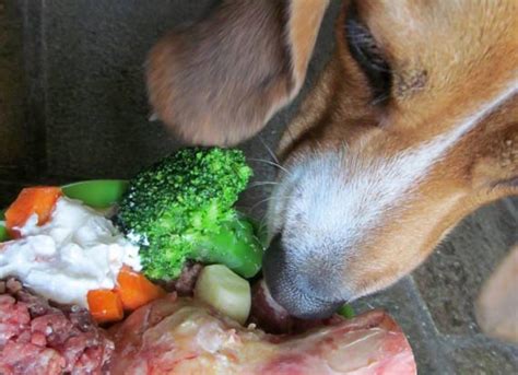 How To Compare Your Dogs Pet Food Nutrient Profiles Petmd