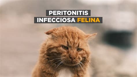 Peritonitis Infecciosa En Gatos Todo Lo Que Hay Que Saber Youtube
