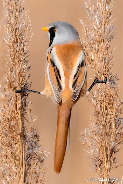 Are Bearded Reedlings addictive? – David at the HALL of EINAR