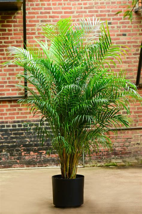 Chrysalidocarpus Lutescens Areca Palm Plants For T