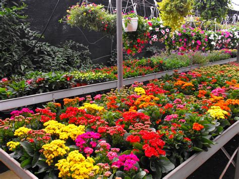 Beneficios De Las Plantas Ornamentales