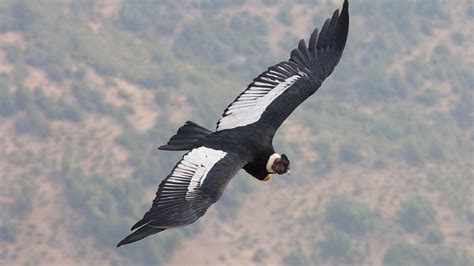This Bird Flaps Its Wings Just Once To Fly Over 160 Kilometers