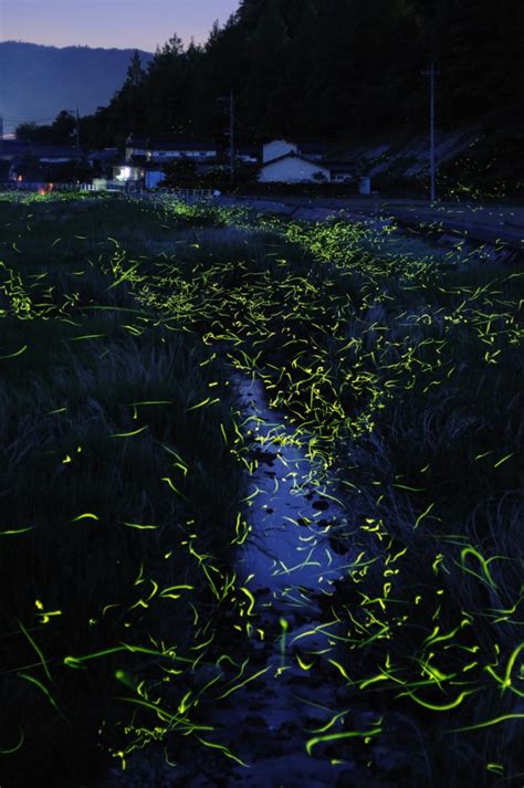 Stunning Photos Of Golden Fireflies In Japan Incredible Snaps