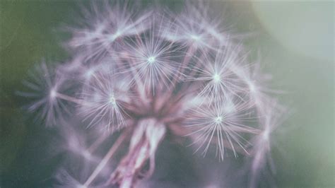 Dandelion Fluff Mac Wallpaper Download Allmacwallpaper