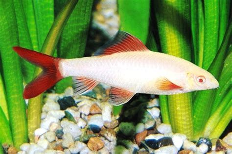 Albino Rainbow Sharkfish Floridapets