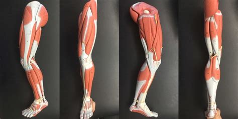 Leg Muscle Model Diagram Quizlet