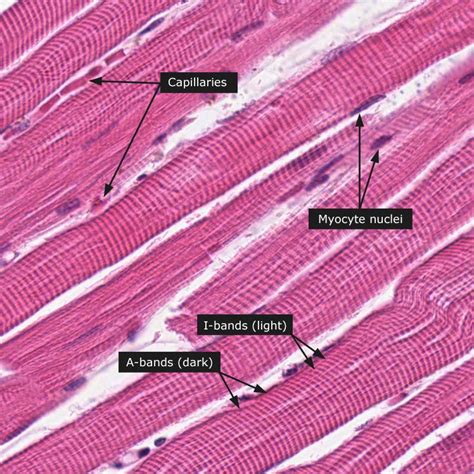 Smooth Muscle Tissue Microscope Labeled Micropedia