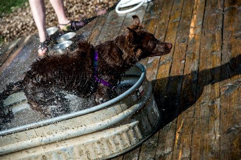 Dog Days Of Summer At Mutts Canine Cantina D Magazine