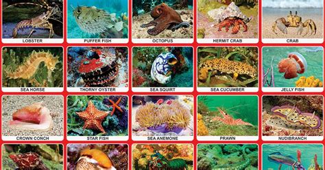 Spectrum Educational Charts Chart 131 Sea Creatures