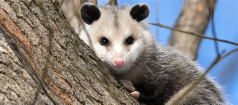 Possums mostly eat things such as fruits, nuts, green plants, insects, snails, snakes, frogs, birds, and their eggs. My Hot Tub Is Not Heating Up: What Is Going On? | ABC Blog