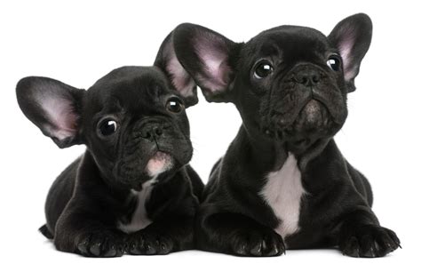 It is available in two sizes and dimensions. French Bulldog Dog Breed Information - Continental Kennel Club