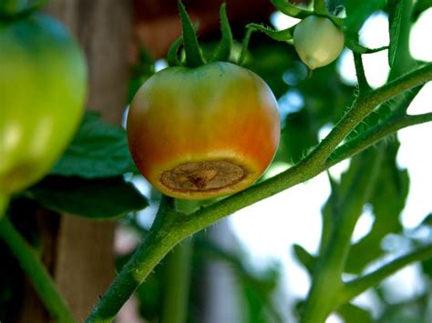 Tomato Growing Problems Problems With Tomato Plants And Fruit