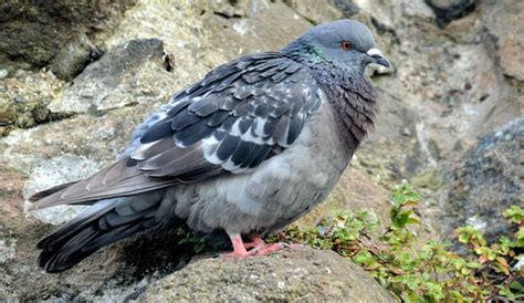 Feral Pigeon Carrickfergus August © Albert Bridge Cc By Sa20