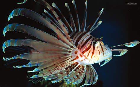 Lionfish Wallpapers Wallpaper Cave