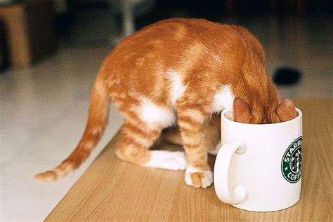 Pin By Funny Pics Of Animals On Starbucks Cat Coffee Cats Coffee Love