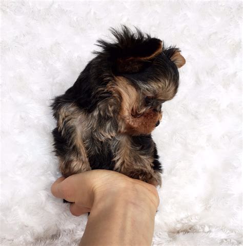 Micro Teacup Yorkie Puppy For Sale Iheartteacups