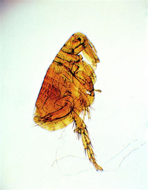 Light Micrograph Of The Rat Flea Xenopsylla Cheopis Photograph By John