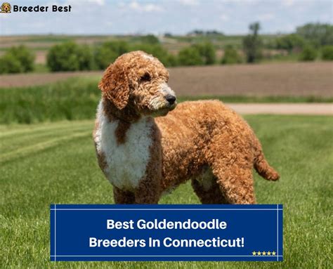 4 Best Goldendoodle Breeders In Connecticut 2023 Breeder Best