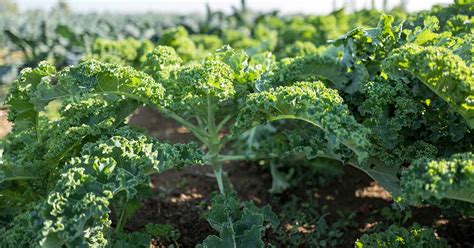 13 Of The Best Kale Varieties Gardeners Path