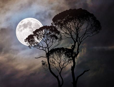 Moon Tree Dark Moonlight Night By Artapixel Free Photos And Images