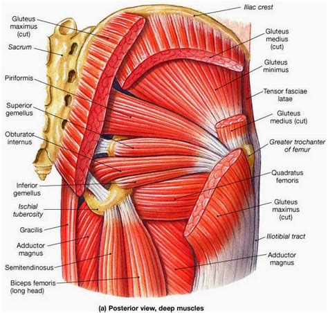 These muscles can be grouped based upon their these muscles include the gluteus maximus muscle (the largest muscle in the body) and the hamstrings group, which consists. Wellness Bites