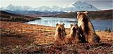 Alaska Land And Cruise Packages Images