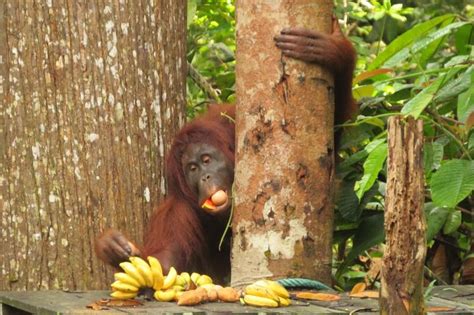 Kuching, the capital of sarawak, is simply unique. 30 Fun Things to Do in Kuching, Sarawak | Malaysia Borneo