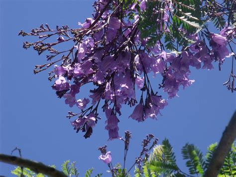 I haven't been growing flowers since 2005. Growing Jacaranda Trees: How To Plant And Care For A ...
