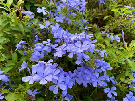 20 Blue Perennials For Your Garden Garden Lovers Club
