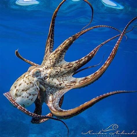 🌊 ️ Tag An Ocean Lover ⬅️🌊 👉 Didyouknow The Brain Of An Octopus Doesn