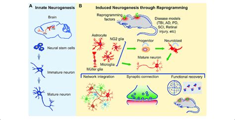 Innate And Induced Neurogenesis In The Adult Central Nervous System