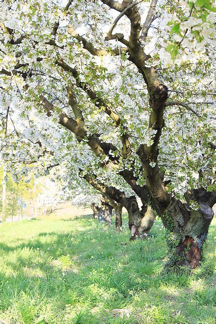 Apple Tree Blossoms Fruit All Are Here
