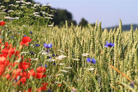 We serve all areas of london: Pest Control Products - North Central Feed and Supply
