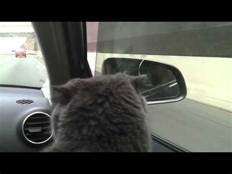 Then, after about 20 minutes, she usually. Cat panting like a dog in car - YouTube