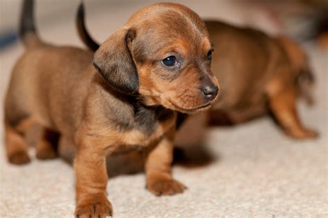 How Much Is A Long Haired Dachshund Uk - Dachshund Grooming