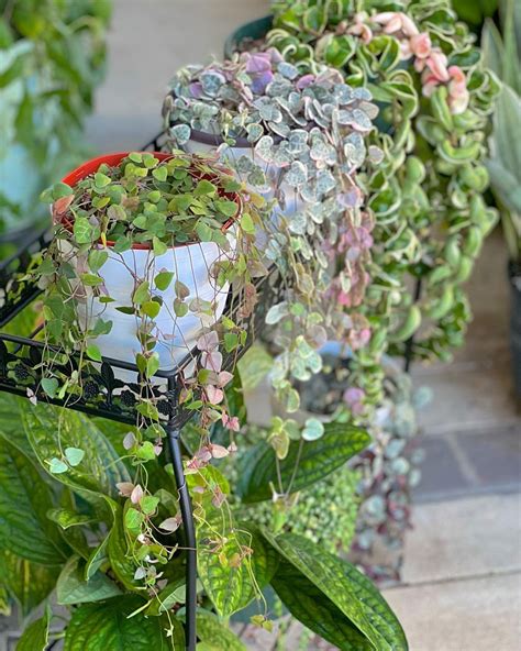 String of Hearts Plant Care and Growing Guide | Plantcarefully