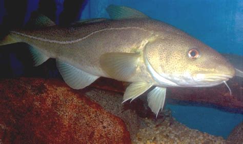 Pacific Cod In Ocean Photo And Wallpaper Cute Pacific Cod In Ocean