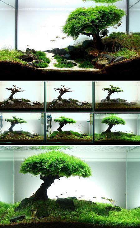 21 Best Aquascaping Design Ideas to Decor Your Aquarium ...