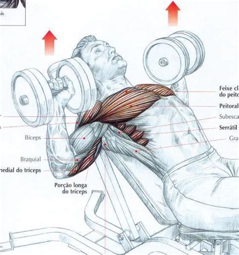 I'll make arm development sketches in another references. Chest press | Muscle Diagrams | Pinterest | Workout ...