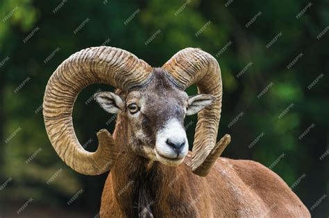 Premium Photo Closeup Shot Of A Cute Mouflon With Long Curved Horns