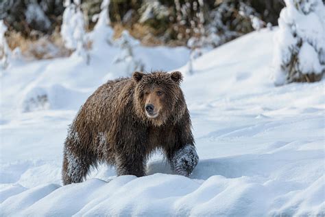 Grizzly Bear In Snow 01 2018 Photograph By Murray Rudd