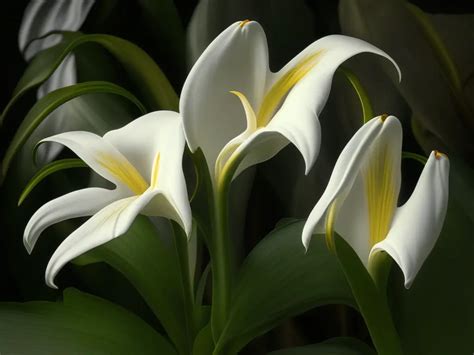 Peace Lilies Meaning And Symbolism Explained Symbol Genie