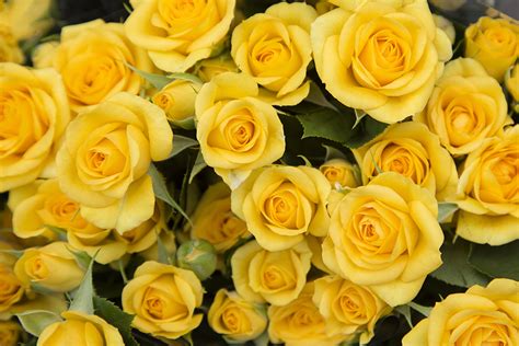 Yellow Roses Bon Bloemen